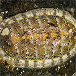 Chiton 14